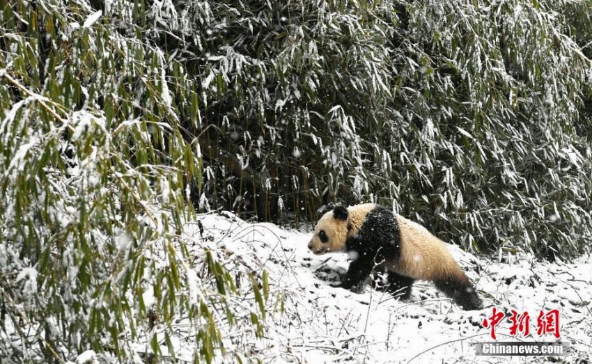 パンダの琴心と小核桃、ついに野生化へ