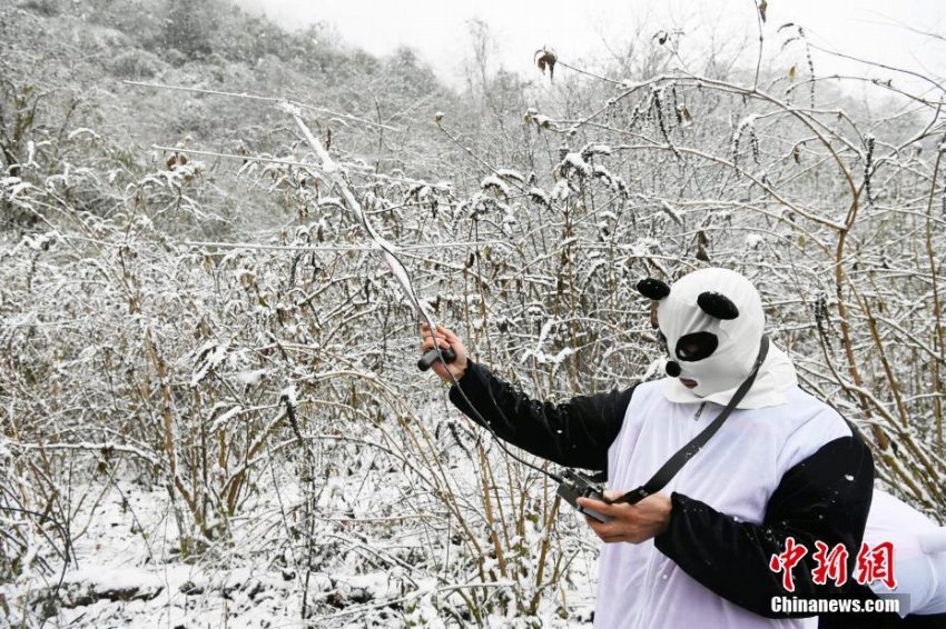 パンダの琴心と小核桃、ついに野生化へ