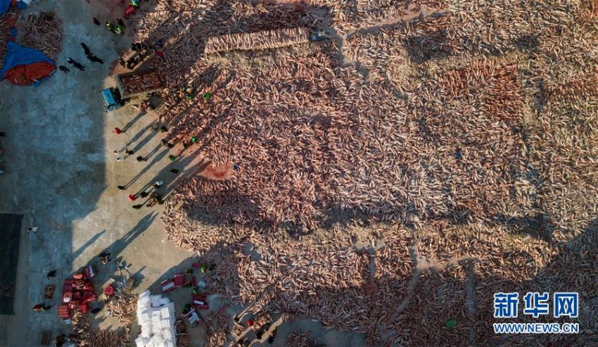 ネット販売活用し査干湖の魚を中國各地へ　吉林省