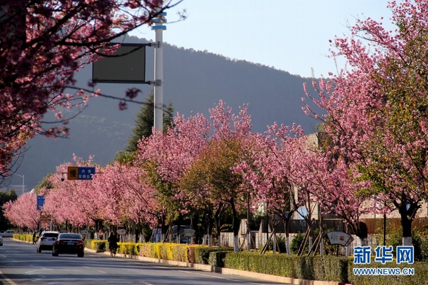 冬の昆明市をロマンチックなピンクに染める「冬桜大道」