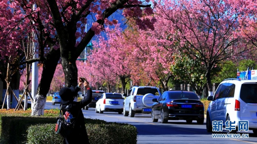 冬の昆明市をロマンチックなピンクに染める「冬桜大道」