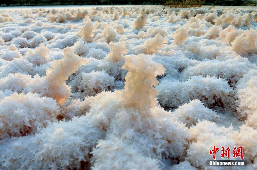 山西省運城塩湖に美しい塩の結(jié)晶「硝花」