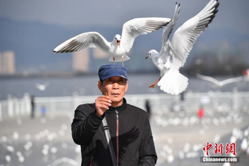 年間通じて過ごしやすい昆明の冬の風(fēng)物詩?ユリカモメ