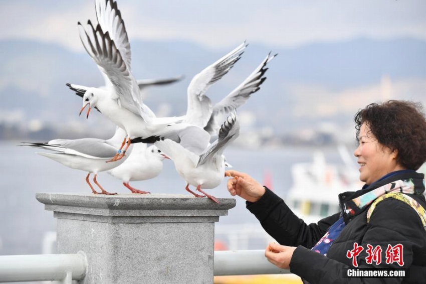 年間通じて過ごしやすい昆明の冬の風(fēng)物詩?ユリカモメ