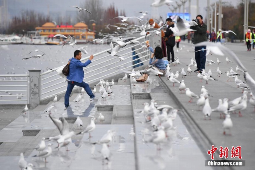 年間通じて過(guò)ごしやすい昆明の冬の風(fēng)物詩(shī)?ユリカモメ