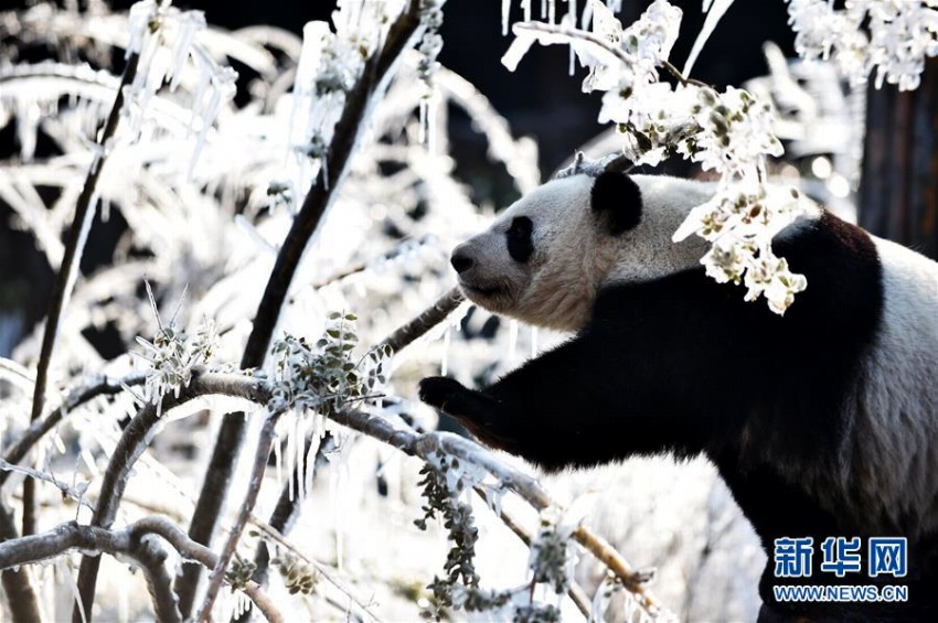 寒い日も元気に動き回るジャイアントパンダ　山東省