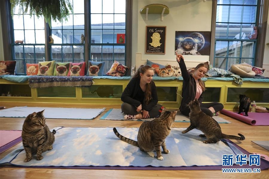 ネコと一緒にヨガを楽しめるネコカフェ　米國
