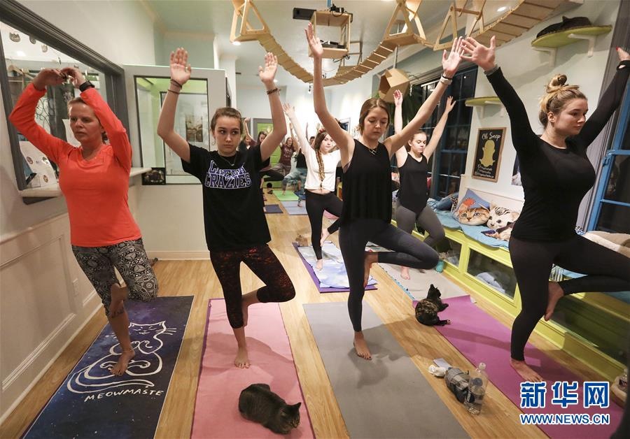 ネコと一緒にヨガを楽しめるネコカフェ　米國(guó)