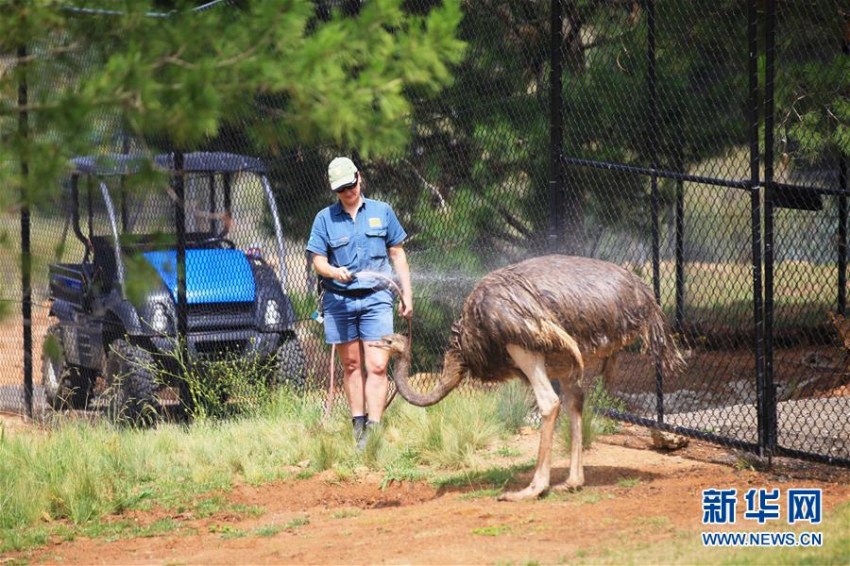 熱波襲來の豪　動物園の動物たちはアイスなどを食べて暑さしのぐ