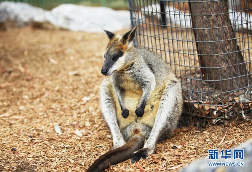 熱波襲來の豪　動物園の動物たちはアイスなどを食べて暑さしのぐ
