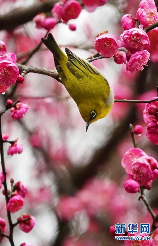 満開(kāi)の梅の花に誘われた小鳥(niǎo)　貴陽(yáng)市