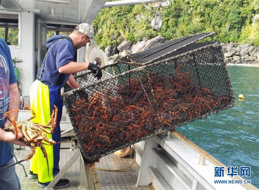 中國オンライン市場進(jìn)出目指すニュージーランドのロブスター卸売企業(yè)　