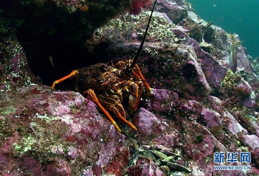 中國オンライン市場進出目指すニュージーランドのロブスター卸売企業(yè)　