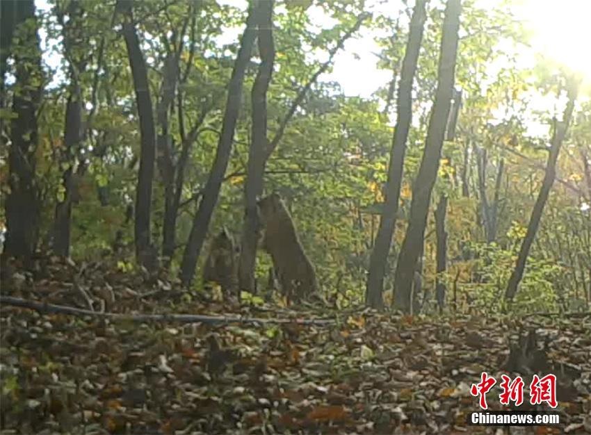 吉林省で貴重なシベリアトラ5頭の群れが映った映像発見(jiàn)
