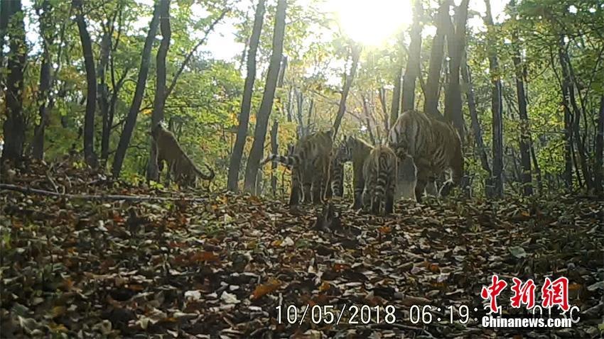 吉林省で貴重なシベリアトラ5頭の群れが映った映像発見