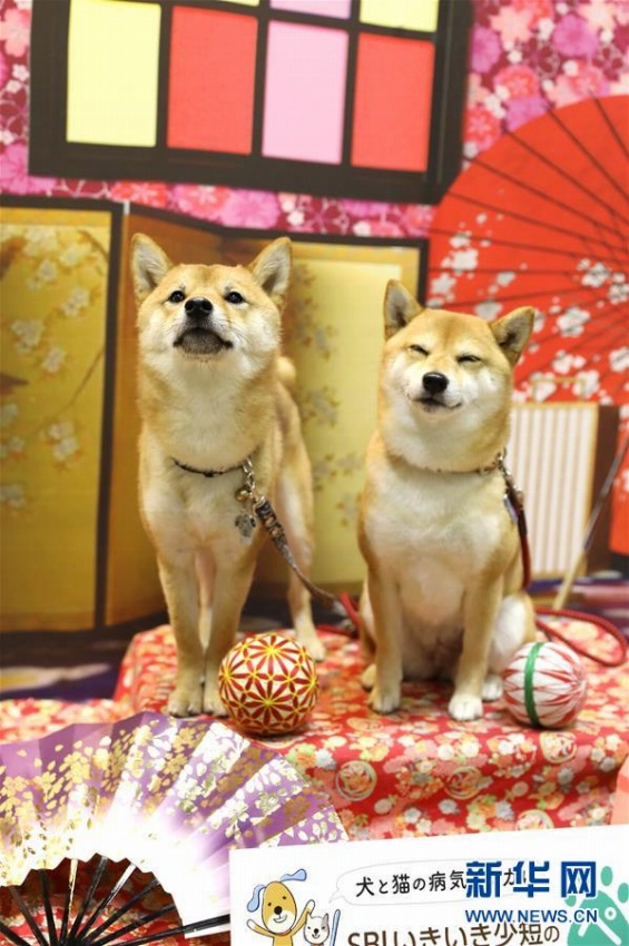 大規(guī)模なペットイベントに可愛いペットたち大集結(jié)