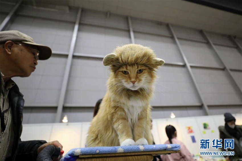 大規(guī)模なペットイベントに可愛いペットたち大集結(jié)