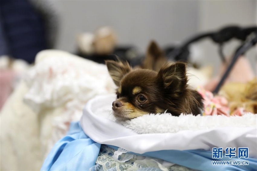 大規(guī)模なペットイベントに可愛いペットたち大集結