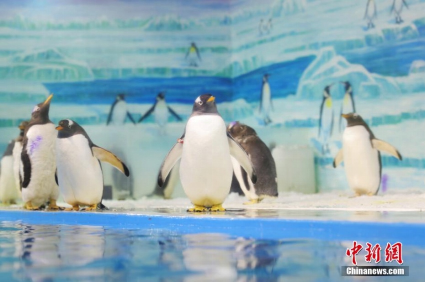 ハルビン極地館にリニューアルオープンしたペンギンレストラン
