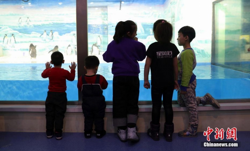 ハルビン極地館にリニューアルオープンしたペンギンレストラン