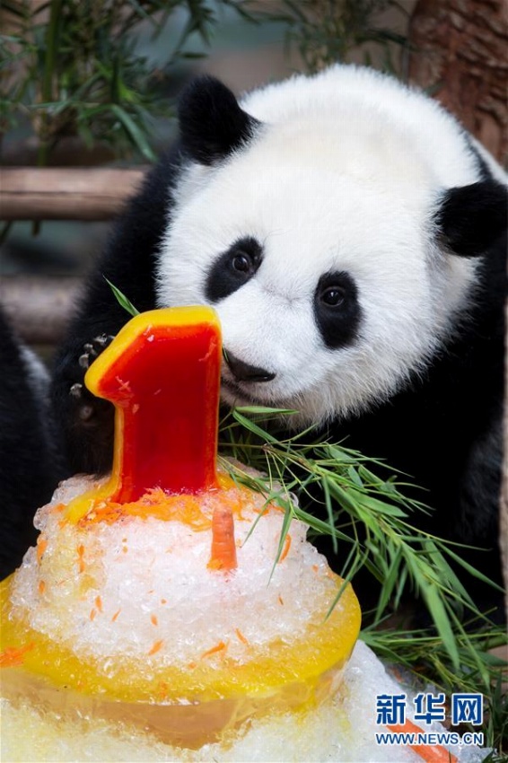 「誕生日ケーキ」を食べるパンダの赤ちゃん(撮影?朱▲、▲は火へんに韋)。