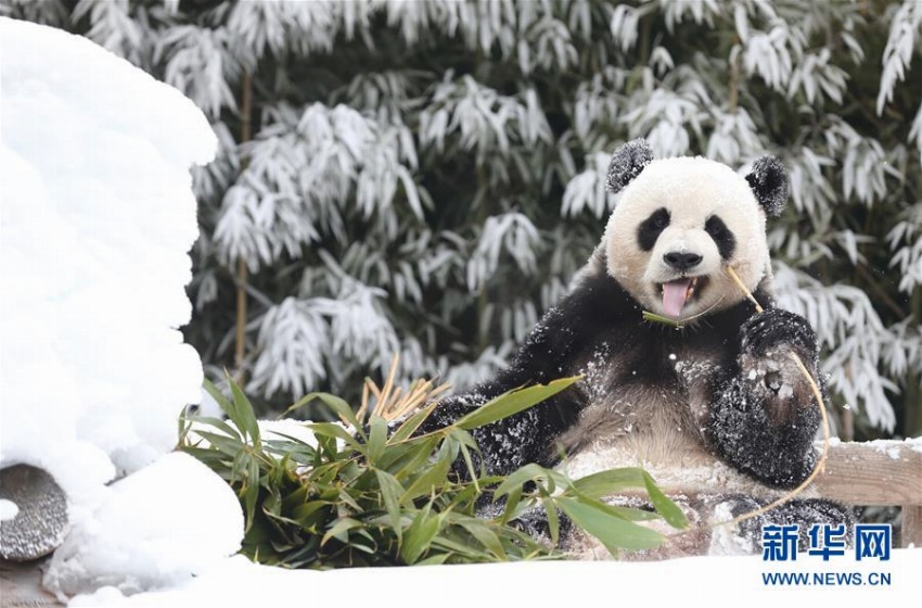 雪の中、大はしゃぎのパンダたち　韓國(guó)