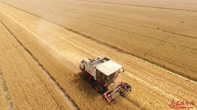 寫真で味わう雄安の美しい四季折々