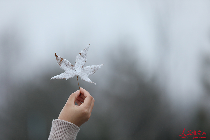 寫真で味わう雄安の美しい四季折々