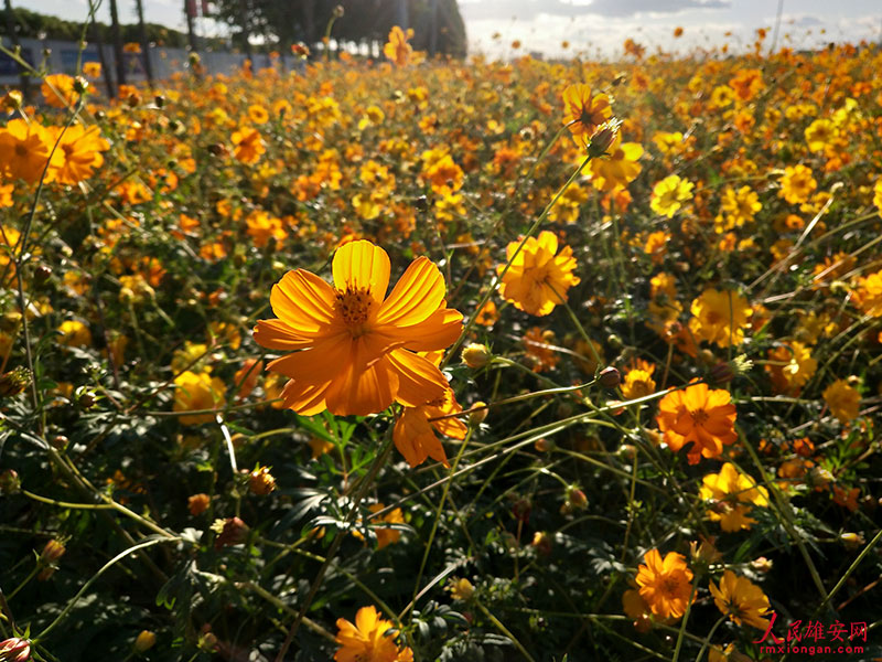 寫真で味わう雄安の美しい四季折々