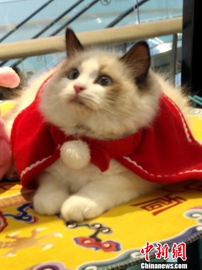 來場者もネコちゃんたちの可愛さに思わずニッコリ　瀋陽國際名貓展