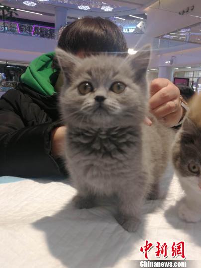 來(lái)場(chǎng)者もネコちゃんたちの可愛(ài)さに思わずニッコリ　瀋陽(yáng)國(guó)際名貓展