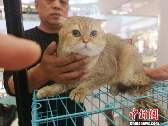 來場者もネコちゃんたちの可愛さに思わずニッコリ　瀋陽國際名貓展