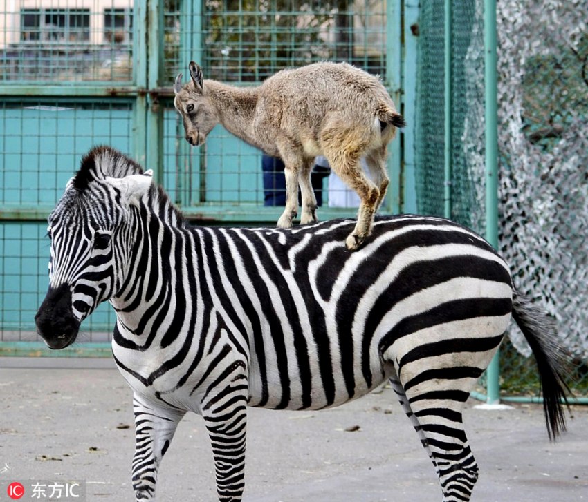 シマウマの背に乗る子ヤギが「ブレーメンの音楽隊(duì)」のようだと話題に