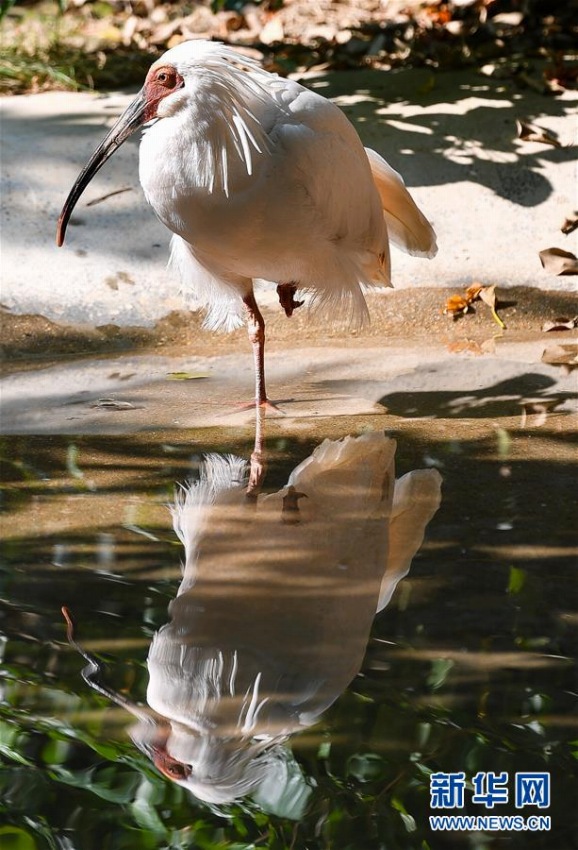 広州、7年間でトキ150羽の繁殖に成功