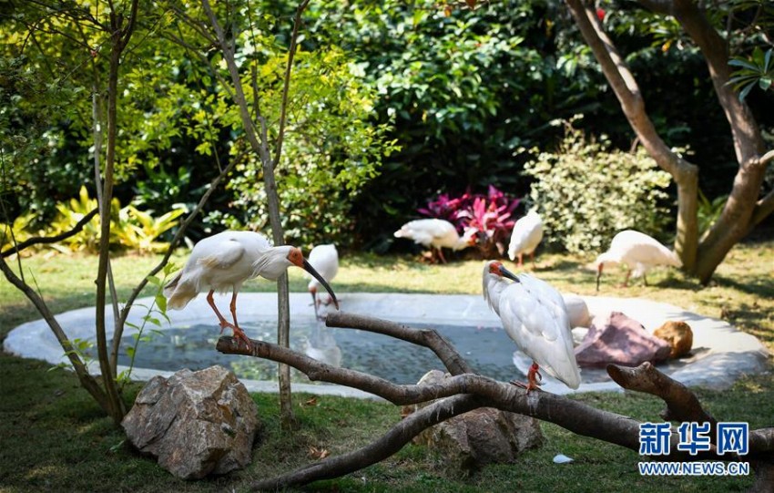 広州、7年間でトキ150羽の繁殖に成功