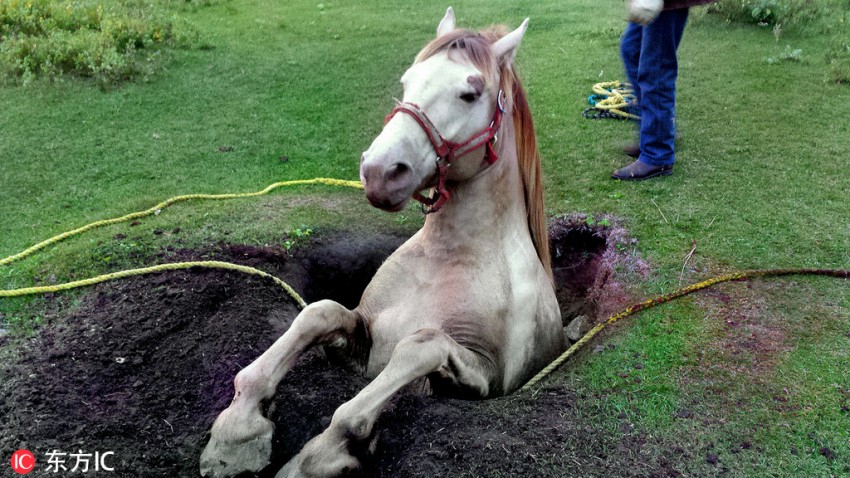 動物たちの気まずい瞬間を激寫！