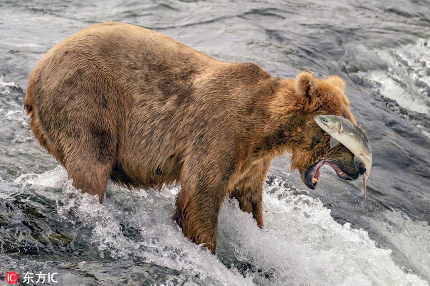 動(dòng)物たちの気まずい瞬間を激寫(xiě)！