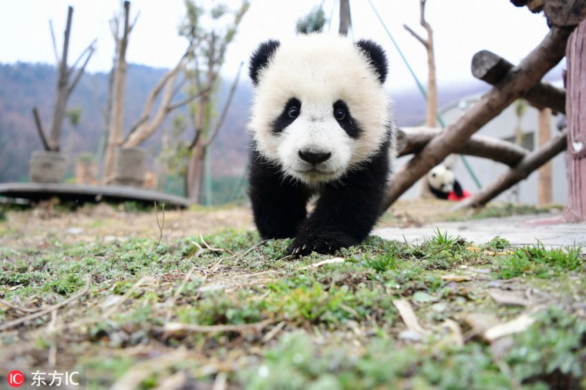 2018年生まれの子パンダたち、中國の年越し祝う
