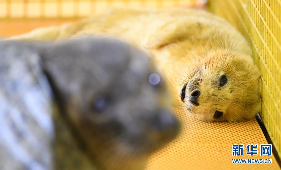 ハルビン極地館でアザラシの赤ちゃん誕生