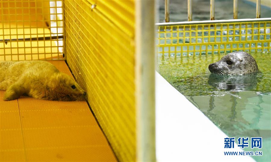 ハルビン極地館でアザラシの赤ちゃん誕生