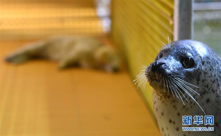 ハルビン極地館でアザラシの赤ちゃん誕生