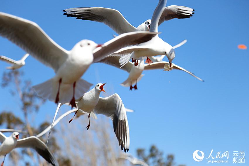 雲(yún)南?昆明　快晴続き陽光きらめく春節(jié)に