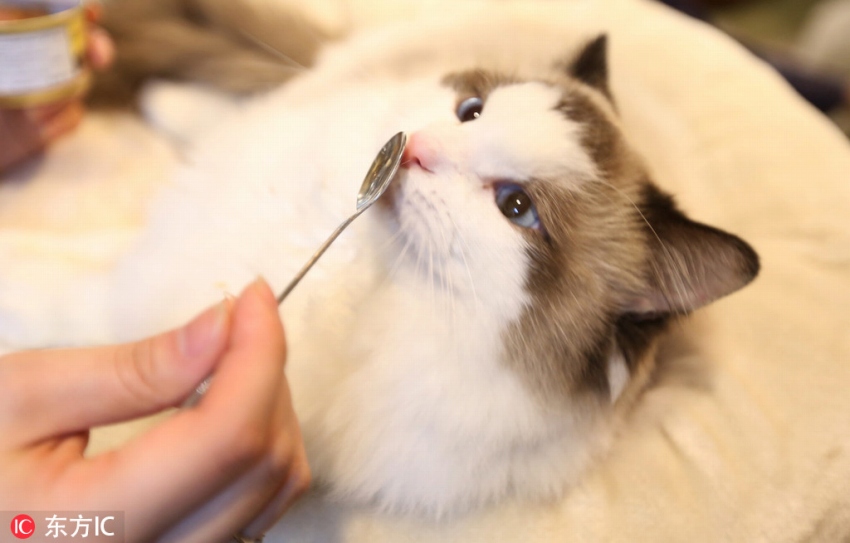 春節(jié)連休は予約必須の貓カフェ、「主」はなんと約146萬円也！陝西省