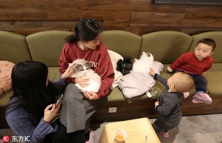 春節(jié)連休は予約必須の貓カフェ、「主」はなんと約146萬円也！陝西省
