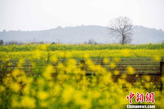 アブラナ開花、春めく江西省の農(nóng)村