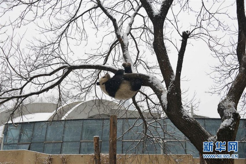 北京に舞い落ちた雪にワクワクしたのはパンダも同じ？