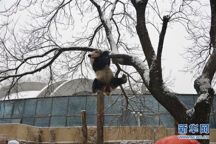 北京に舞い落ちた雪にワクワクしたのはパンダも同じ？
