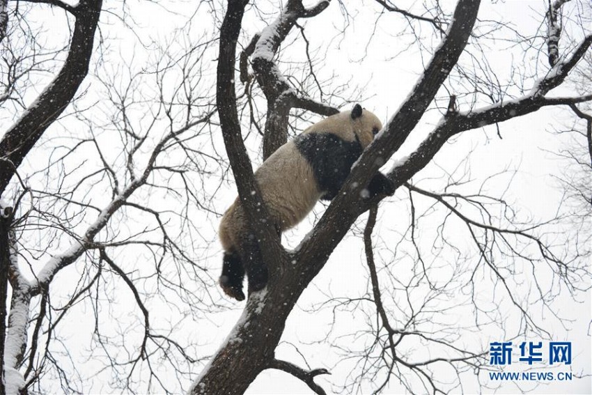 北京に舞い落ちた雪にワクワクしたのはパンダも同じ？