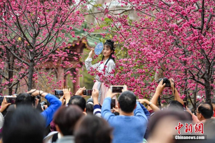 花見客でにぎわう桜満開の華南農(nóng)業(yè)大學(xué)キャンパス　広東省