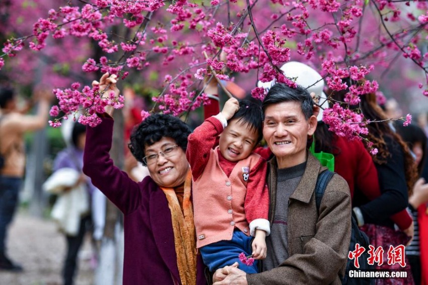 花見客でにぎわう桜満開の華南農(nóng)業(yè)大學キャンパス　広東省